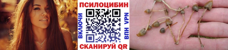 Галлюциногенные грибы Psilocybe  Купить где  Нефтекумск 